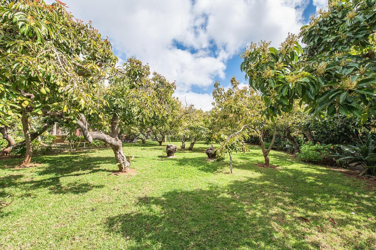 Homeforguest Cosy Rural Flat El Romero With Large Gardens 타코론테 외부 사진
